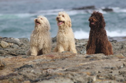 three labrodoodles on the beach
