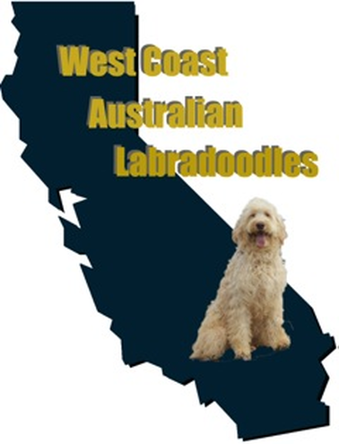 West Coast Australian Labradoodles